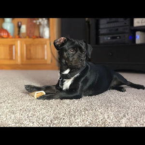 Meet your Posher, Maxwell